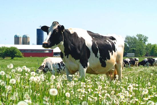 Harmony Organic Dairy Farm, Canada's best orgainc dairy