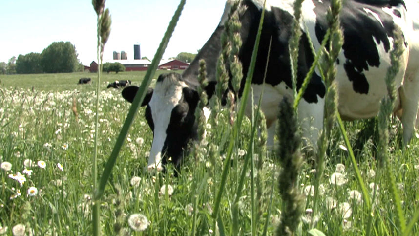 Harmony Organic Dairy Farm, Canada's best orgainc dairy