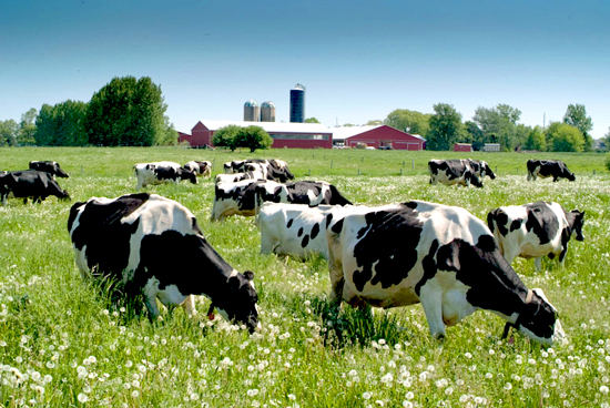 Harmony Organic Dairy Farm, Canada's best orgainc dairy