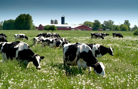 Harmony Organic Dairy Farm, Canada's best orgainc dairy